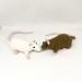 brown and white rats