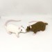 brown and white rats