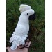 white cockatoo plush toy