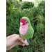Lovebird parrot
