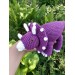 Triceratops toy