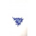 Blue sea dragon