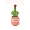 Cactus with middle finger