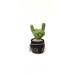 Cactus with rock fingers