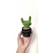 Cactus with rock fingers