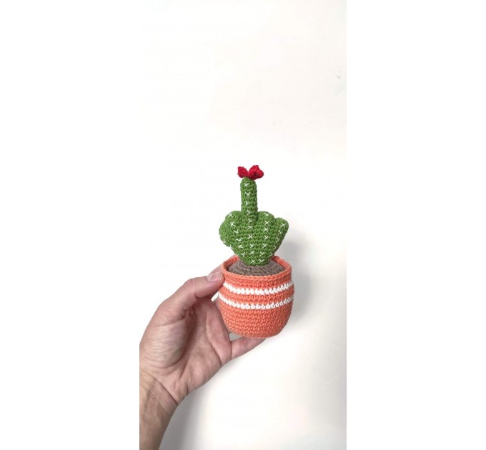 Cactus with middle finger