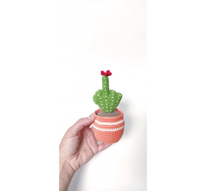 Cactus with middle finger