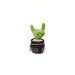 Cactus with rock fingers