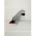 Stuffed African grey parrot 