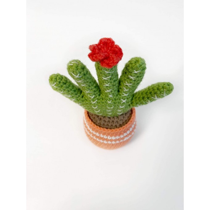 cactus with flower