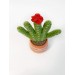 cactus with flower