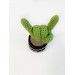 Cactus with rock fingers