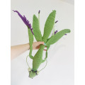 Handmade Giant Crochet Praying Mantis Plush