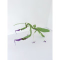 Handmade Giant Crochet Praying Mantis Plush