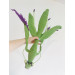 Handmade Giant Crochet Praying Mantis Plush