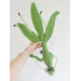 Handmade Giant Crochet Praying Mantis Plush